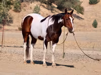 Kuda jantan, National Show Horse — foto 2