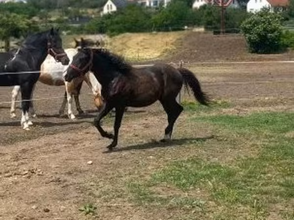Horse (M), Hucul pony