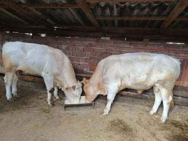 Bull, Charolais cattle — Hungary