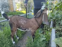 Koza, Beetal goats — zdjęcie 1
