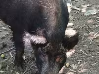 แม่สุกร, หมู — รูปภาพ 3