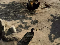 Ducks — عکس 2