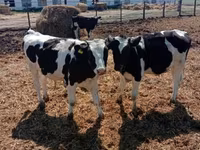 Byk, Russian Black pied cattle — zdjęcie 2