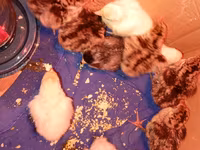 King Quail — photo 1