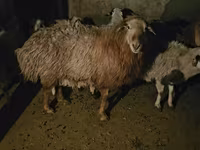 Ovan, Hissar sheep — fotografija 3