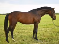 公马, Thoroughbred horse — 照片 2