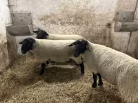Vædder, White Suffolk sheep — foto 5