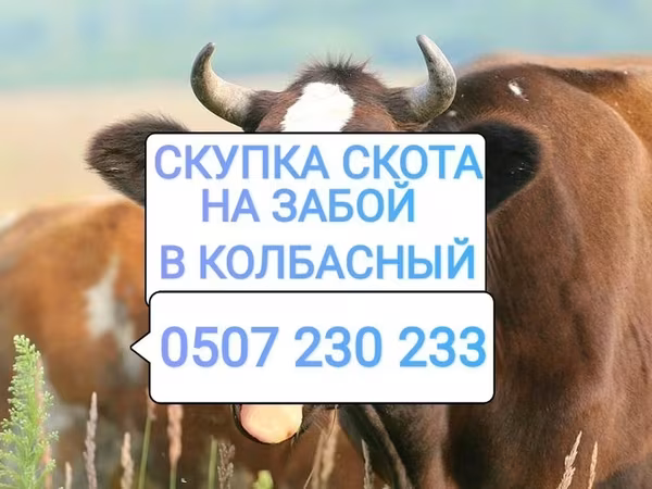Cattle