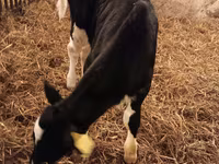 گاو نر, Russian Black pied cattle — عکس 6