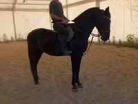 Бие, Hungarian horse breed — 3-сурет