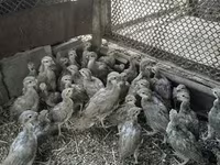 Guinea fowl — الصورة 1