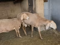 Koç, Arashan sheep — foto 3