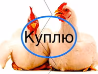 Leghorn — Foto 2
