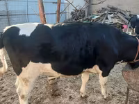 گاو و گوساله (گروه، جنسیت مشخص نشده), Russian Black pied cattle — عکس 3