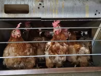 Chickens — ảnh 2