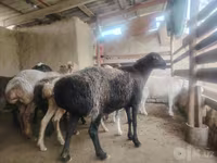 Ovce, Arashan sheep — foto 6