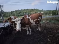 Lembu jantan, Simmental cattle — foto 2
