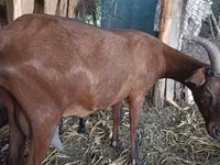 بز ماده, Alpine goat — عکس 4