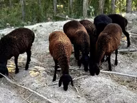Sheep, Sheep — photo 6