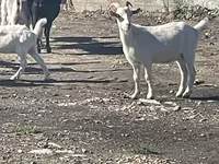 بز ماده, بز — عکس 4