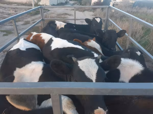 Lembu jantan, Cattle