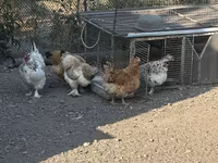 Gallina ceca dorata variegata — foto 4