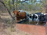 Bull, Cattle — photo 3