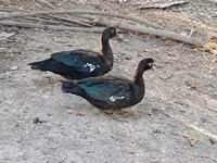 Ducks — foto 7