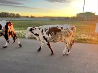 Mucca, Russian Black pied cattle — foto 2