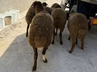قوچ, گوسفند — عکس 3
