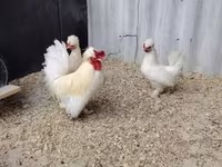 Chickens — รูปภาพ 3