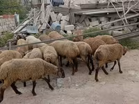 میش, گوسفند — عکس 4