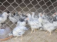 Chickens — foto 2
