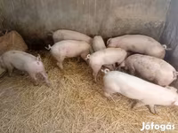Soe, Grise — foto 2