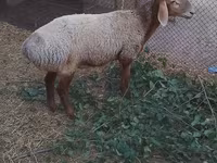 قوچ, گوسفند — عکس 5