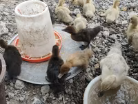 Ducks — รูปภาพ 1