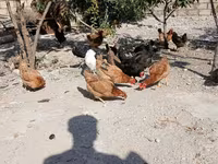 Chickens — zdjęcie 3