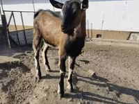 بز ماده, بز — عکس 4