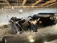 Lembu jantan, Cattle — foto 4