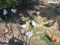 Chickens — снимка 2