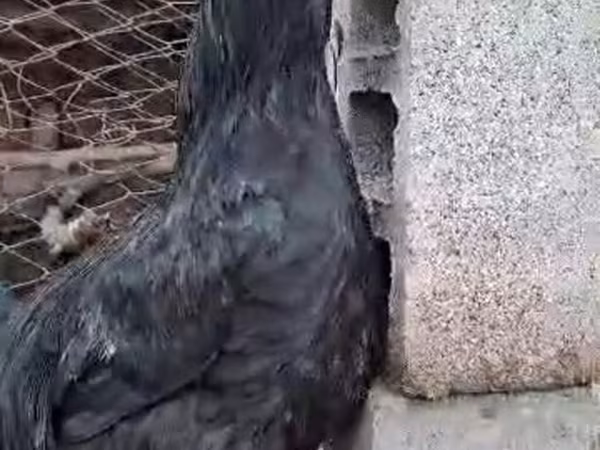 Chickens
