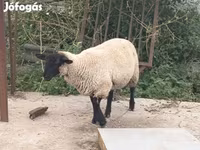 Widder, White Suffolk sheep — Foto 1