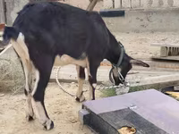 Koza, Alpine goat — zdjęcie 5