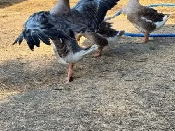 Geese — Hungary
