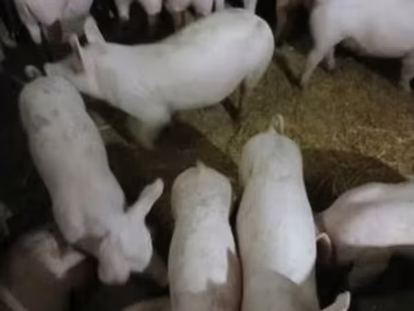 แม่สุกร, Пьетрен