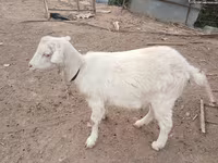 Ged, Saanen goat — foto 1