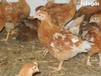 Chickens — fotografija 1