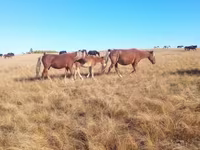 مادیان, Horse breed — عکس 1