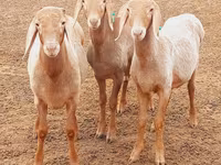 Montone, Arashan sheep — foto 4