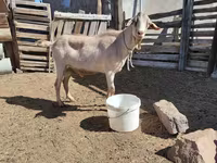 تيس, Saanen goat — الصورة 1